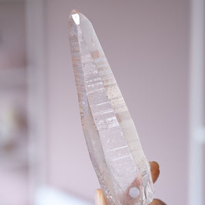 large brazilian pink lemurian